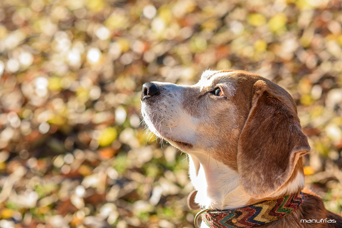 manufrias-fotografo-profesional-perros-sevilla