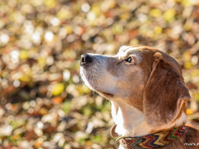 manufrias-fotografo-profesional-perros-sevilla